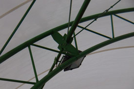 particolare arco